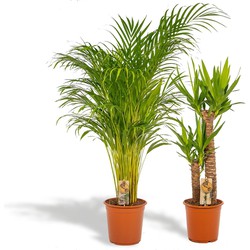 Hello Plants Kamerplanten Deal - Areca Palm & Yucca Palmlelie - Ø 24/21 cm Pot - Hoogte: 130/100 cm