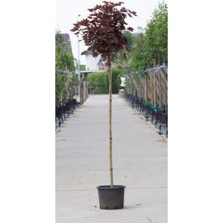 2 stuks! Rode bol esdoorn Acer pl. Crimson Centry h 190 cm st. omtrek 4,5 cm st. h 150 cm boom