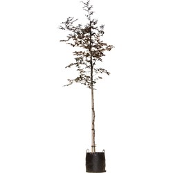 Roodbladige beuk Fagus syl. Atropunicea h 250 cm st. omtrek 8 cm