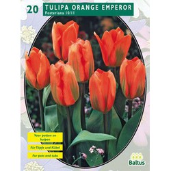 2 stuks - Tulipa Orange Emperor, Fosteriana per 20