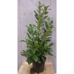 Prunus rotundifolia 100 cm