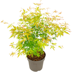 Japanse Esdoorn - Acer palmatum 'Orange Lace' - Hoogte 60-70cm - ⌀19cm