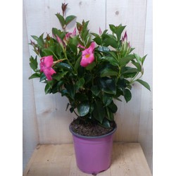 Dipladenia Mandevilla Sundaville roze h30 cm - Warentuin Natuurlijk