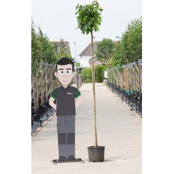 Groene bol esdoorn Acer pl. Globosum h 240 cm st. omtrek 8 cm st. h 200 cm