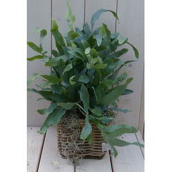 Blauwvaren Phlebodium in mandje 30 cm