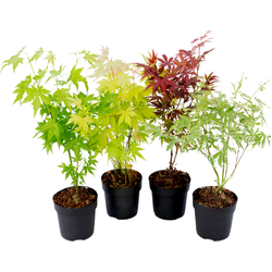 Japanse Esdoorn - Set van 4 - Acer palmatum - Hoogte 25-40cm - ⌀10,5cm