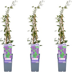 Hello Plants Clematis Viticella Polish Spirit Bosrank - Klimplant - 3 Stuks - Ø 15 cm - Hoogte: 65 cm