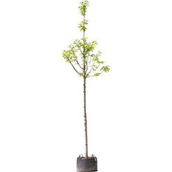 Tamme kastanje boom Castanea sativa h 450 cm st. omtrek 16 cm