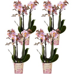 Kolibri Orchids | COMBI DEAL van 4 Roze phalaenopsis orchideeën - Andorra - potmaat Ø9cm | bloeiende kamerplant - vers van de kweker