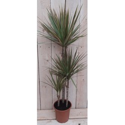 Kamerplant Dracaena Marginata