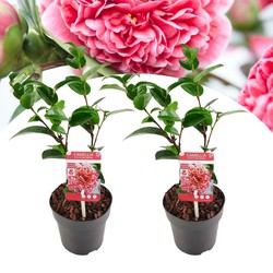 Camellia Volunteer - Set van 2 - Bloeit roze bloemen - Pot 13cm - Hoogte 25-40m