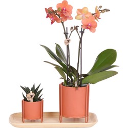 Kolibri Orchids | Plantenset Inner Retreat terracotta small| Groene planten met Phalaenopsis orchidee in Inner Retreat terracotta sierpotten en bamboe dienblad