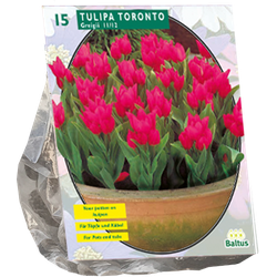 Tulipa Toronto Greigii per 15 bloembollen