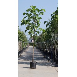 Anna Paulownaboom Paulownia tomentosa h 450 cm st. omtrek 18 cm