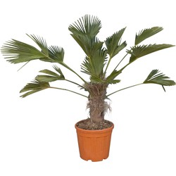 Wagner palm Trachycarpus wagnerianus h 100cm st. h 35cm - Warentuin Natuurlijk