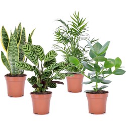 Oersterke Kamerplanten - Mix van 4 - Pot 12cm - Hoogte 25-40cm