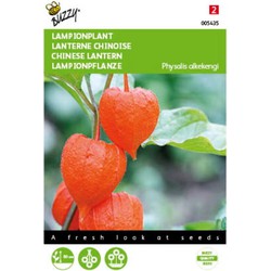 2 stuks - Physalis franchetti gigantea Lampionplant