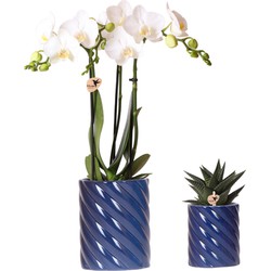 Kolibri Orchids | Set van witte orchidee Amabilis en succulent in Candy sierpotten blauw - potmaat Ø9cm & Ø6cm | bloeiende kamerplant - vers van de kweker