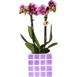 Kolibri Orchids | Paarse phalaenopsis orchidee El Salvador + Mosa sierpot lila - potmaat Ø9cm | bloeiende kamerplant - vers van de kweker