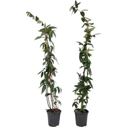 Lonicera henryi Copper Beauty - Set van 2 - Kamperfoelie - Klimplant - H110cm