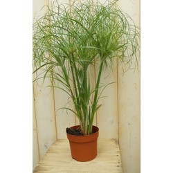 2 stuks - Parapluplant Papyrus Cyperus Kamerplant Moerasplant - Warentuin Natuurlijk