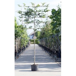 Groene beuk als leiboom Fagus sylvatica h 340 cm st. omtrek 16 cm st. h 220 cm