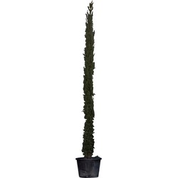 Italiaanse cipresboom 300 cm Cupressus semp. Pyramidalis 325 cm