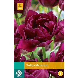 5 stuks - Tulipa Showcase 5 bollen