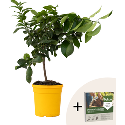 Citroenboom - Citrus limon - Hoogte 60-70cm - ⌀19cm