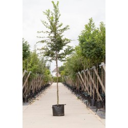 Haagbeuk Carpinus betulus h 450 cm st. omtrek 16 cm