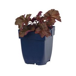 Heuchera micr. 'Palace Purple'