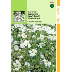 2 stuks - Gypsophila Elegans Covent Garden Wit