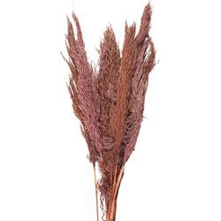 Clayre & Eef Droogbloemen Roze Droogbloemen