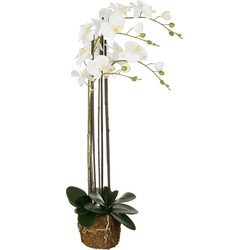 Mica Decorations Kunstplant Phalaenopsis - 30x19x99 cm - Polyester - Wit