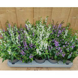 Diascia 10 potjes per tray kleur mix