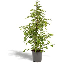 Hello Plants Ficus Benjamina Golden King Treurvijg - Ø 21 cm - Hoogte: 95 cm - Kamerplant Huisplant