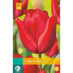 3 stuks - Tulipa Escape 8 bollen