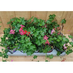 Oostenrijkse Hanggeranium 10 potjes per tray kleur mix - Warentuin Natuurlijk