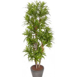 Groene dracaena reflexa binnenplant, kunstplanten 120 cm voor binnen - Kunstplanten