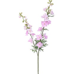 Delphinium tak l.pink