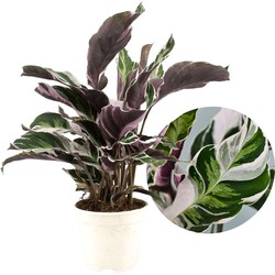 Calathea 'Fusion White' - Luchtzuiverend - Kamerplant - ⌀14cm - Hoogte 30-40cm