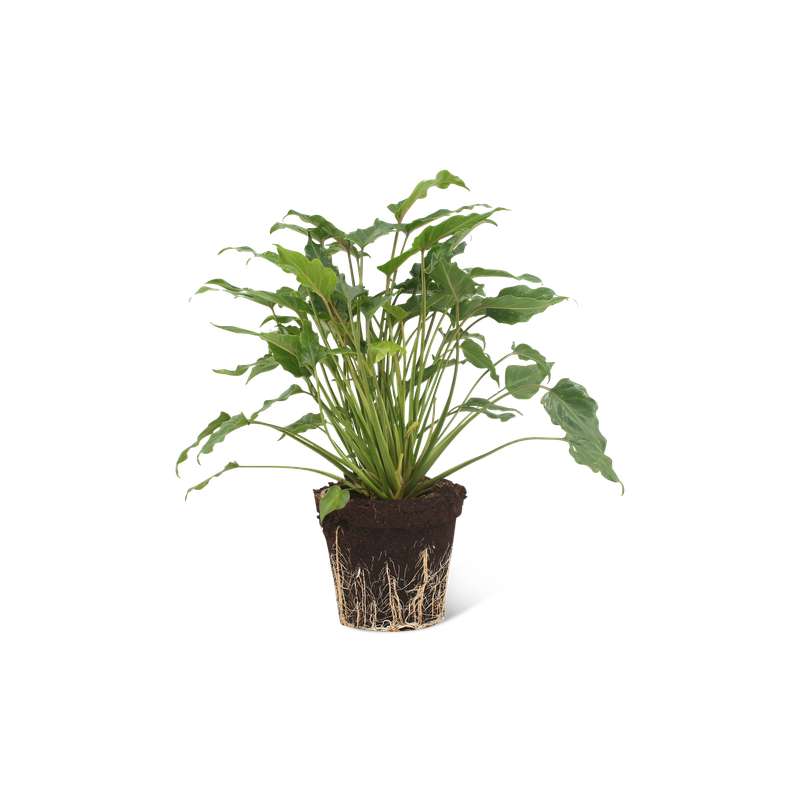 We Love Plants - Philodendron Xanadu - 60 cm hoog - Middelgrote kamerplant - 