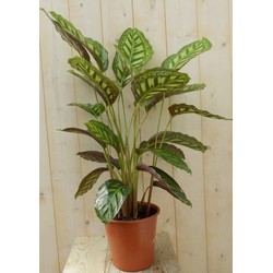 Calathea Makoyana Pauwenplant lichtgroen groot blad 60 cm - Warentuin Natuurlijk