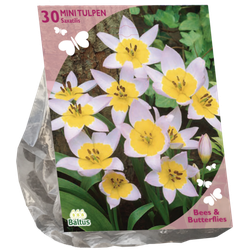 Bees & Butterflies Tulipa Saxatilis per 30 bloembollen