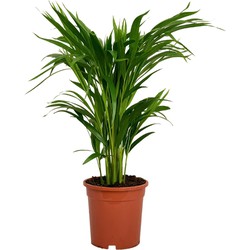 ZynesFlora - Dypsis Lutescens - Areca - Kamerplant - Ø 14 cm - Hoogte: 55-60 cm - Luchtzuiverend - Goudpalm - Palm