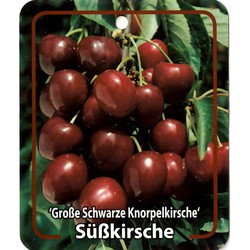 Prunus Avium Grosse Schwarze Knorpelkirsche