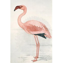 wanddecoratie Greater Flamingo (80x120 cm)