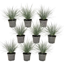 Festuca glauca 'Elijah Blue' - Set van 9 - Siergras - Pot 9cm - Hoogte 10-15cm