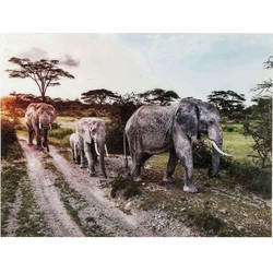 Kare Wandfoto Glass Elephant Family