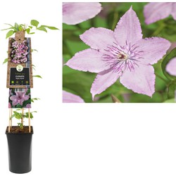 3 stuks - Klimplant Clematis Hagley Hybrid 75 cm - Van der Starre